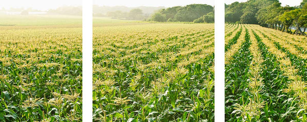 DS0663
